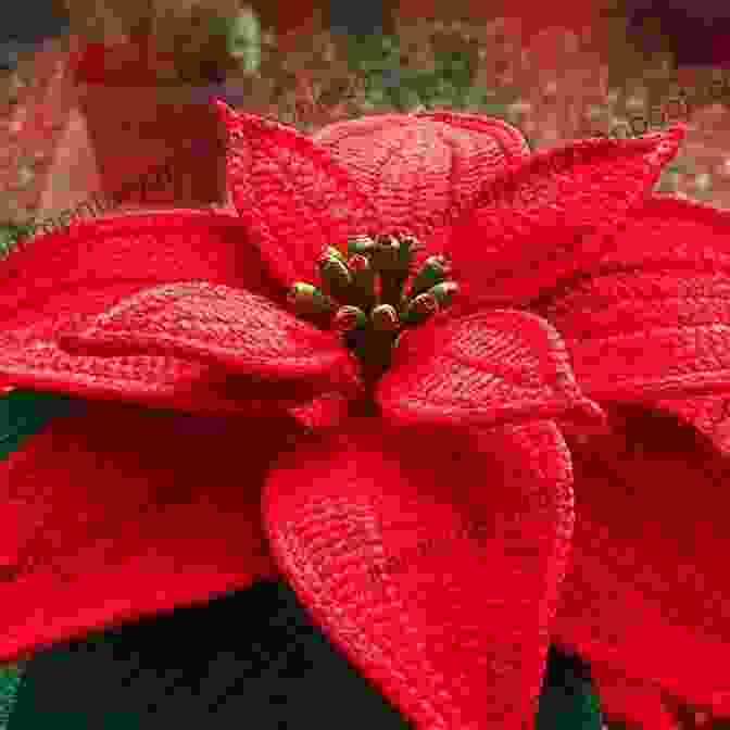 A Beautiful Crocheted Poinsettia Plant In Full Bloom. Poinsettia Plant Crochet Christmas Pattern Vintage Christmas Pattern