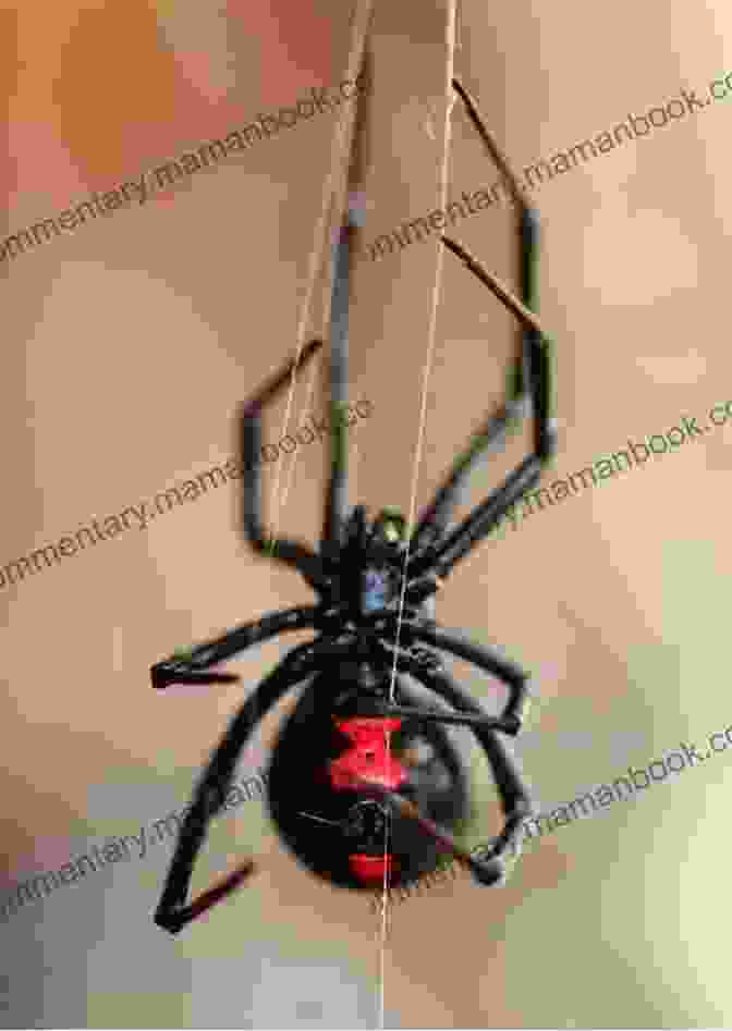 A Close Up Photograph Of A Jack Widow Spider, Highlighting Its Distinctive Red Markings On Its Back. Name Not Given (Jack Widow 6)