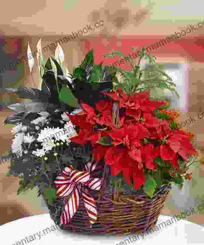 A Group Of Crocheted Poinsettia Plants Arranged In A Festive Display. Poinsettia Plant Crochet Christmas Pattern Vintage Christmas Pattern