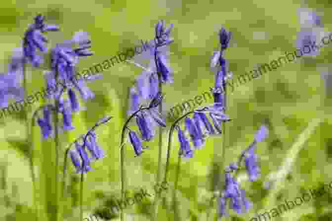 A Lone Bluebell Flower, Its Petals A Delicate Shade Of Azure. Wildflower Tea: A Poetry Collection