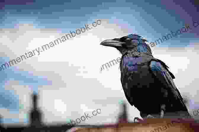 A Solitary Raven In Flight Against A Backdrop Of Stormy Clouds Racing Ravens: A Poetry Collection