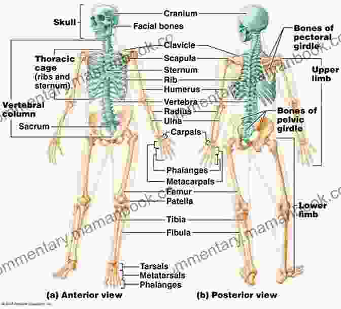 Diagram Of The Skeletal System Illustrating The Bones And Their Connections The Concise Human Body Book: An Illustrated Guide To Its Structure Function And Disorders