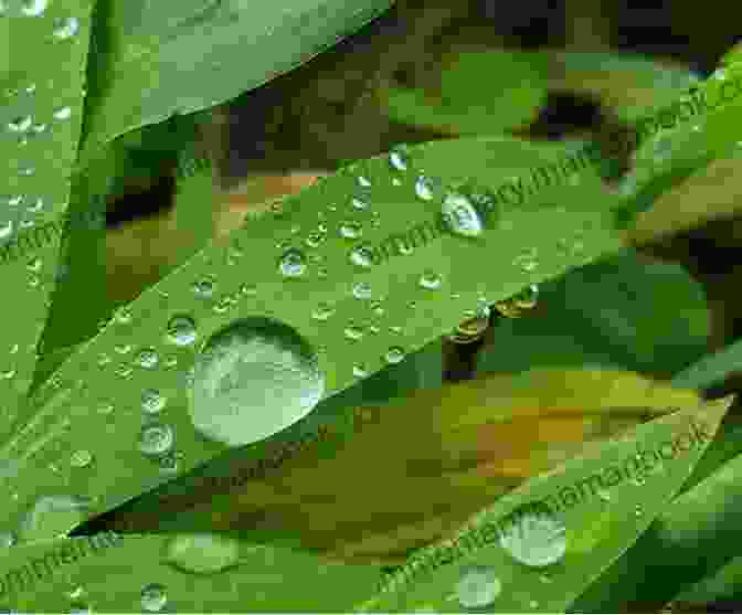Glistening Drops Of Morning Dew On A Leaf, Revealing The Intricate Beauty Of The Ordinary. HAIKUS INSPIRED BY TSUREZURE GUSA PART 3