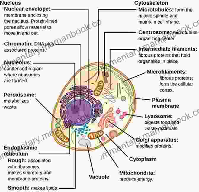 Microscopic Image Of Cells Showing Their Various Structures And Shapes The Concise Human Body Book: An Illustrated Guide To Its Structure Function And Disorders